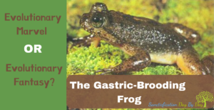 The Gastric-Brooding Frog: Evolutionary Marvel or Evolutionary Fantasy